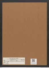 Campylodiscus helianthus A. Schm. (de-Toni-Nr.: Genus 57, Species 2474) Zeichnungen Sammlung Grunow Mappe 02651 (Herbarium_W_Grunow_drawings_Folder_02651)